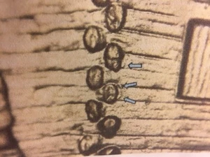 2009 P EC WDDR-041 Lincoln Early Childhood Cent Log Cabin Birthplace Doubled Die - Picture 1 of 1