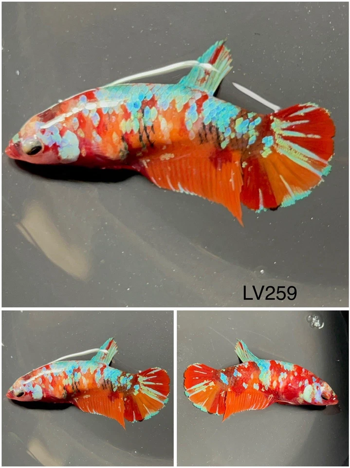 Female Betta Live Fish - Koi Candy Galaxy HMPK - LV259 - For Sorority - Breeding - Image 1 of 1
