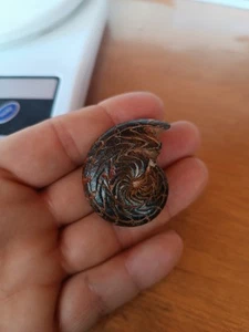 Quality Fossils Huge! 41 mm 27 Gram Goniatites Discoclymenia Cucullata Ammonites - Imagen 1 de 5