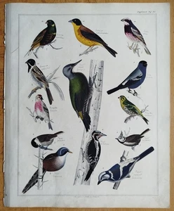 Specht etc. # Oken Großer Originaldruck Koloriert  Folio # 1843 - Picture 1 of 2