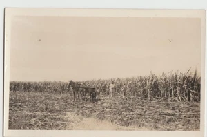 RPPC Sugarcane HARVEST Scene Horse Wagon St. Thomas US Virgin Islands Postcard - Picture 1 of 2