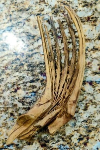 Arizona Saguaro Cactus Bones Sanded and sealed Western Decor 14" x 5" - Picture 1 of 2