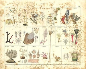 1843 OKEN HC LITOGRAFIA FOLIO idra, corallo isis, anemone di mare, corallo sassoso,... - Foto 1 di 2
