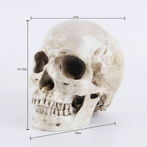 1:1 Totenkopf Schädel Skull Skelett Kopf Halloween Party Horror Gothic Deko Prop - Bild 1 von 7