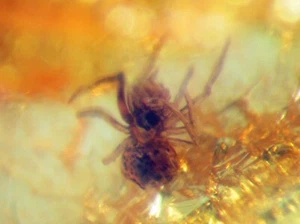 Pliocene Amber from Africa with fossil insect inclusion nice spider #128 - Picture 1 of 2