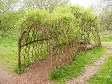 25 x 12" willow cutting,  trees,hedge,logs,biomass,dome,weaving