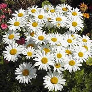 SHASTA DAISY 25+ SEEDS BEAUTIFUL BRIGHT WHITE/YELLOW FLOWER - Picture 1 of 1