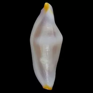 CUSPIVOLVA FORMOSA (Bohol Isl., Philippinen) 10,3mm #47468 - Bild 1 von 3