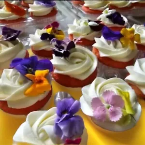 Fresh Edible/Garnish Flowers Violas Free Overnight Fed Ex 50 - Picture 1 of 9