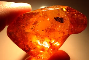 Leaf with Winged Ant in Lovely Orange Dominican Amber Fossil LARGE 22 grams - Picture 1 of 15