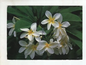 Vintage Postcard - Flowers of French Polynesia - Postmarked Uturoa Raiate - Picture 1 of 2