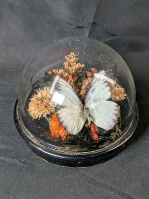 Cúpula MCM vintage con mariposa blanca conservada y flores secas en base negra Foto 1 de 4