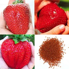 100 semi di piante da frutto giardino delizioso gigante semi di fragola OO55