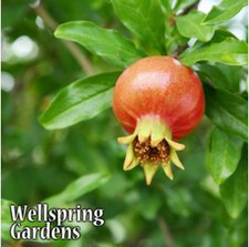 Dwarf Pomegranate Punica granatum nana LIVE PLANT fruit plant