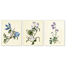 Garden Flowers Wall Art Prints, Set of 3 Bellflowers Dogwood Clematis 5x7