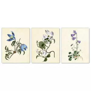 Impresiones artísticas de pared de flores de jardín, conjunto de 3 campanarios perreño clemátis 5x7 - Imagen 1 de 8
