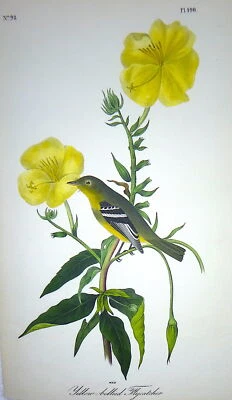 Audubon 1st ed Octavo  YELLOW BELLIED FLYCATCHER  Birds of America 1840 original - Image 1 of 4