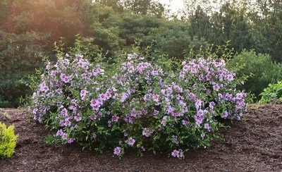 Five Colors Purple, pink, all white  and White with Red centers Blue with red  - Image 1 of 4