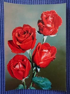 old Postcard Postcard AK Red art card Roses Rosaceae 1950's Years - Picture 1 of 2