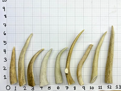 4-6.5" Deer Antler Dog Chew, Thin Grade A, Natural Shed Treat for Dogs – 6 Pack - Image 1 of 4