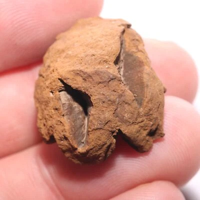 FÓSIL DE CONO DE PINO METASEQUOIA - Formación Hell Creek Cretácico - BONITO PARCIAL Foto 1 de 4