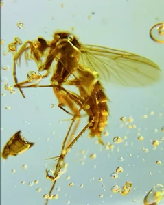 Burmit Fossil Kreidezeit Bernstein Mücke Insekt Burmese Amber Fossil Myanmar - Bild 1 von 4