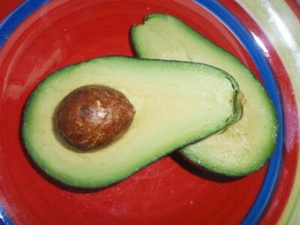 EDRANOL AVOCADO PLANT-TUBE-STOCK SIZE-GRAFTED AVOCADO-FRUIT TREE GARDEN PLANT - Picture 1 of 6