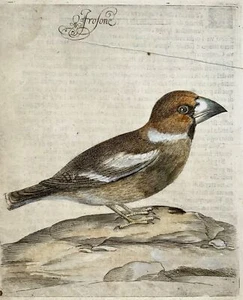 1622 Hawfinch, Ornithology, Ant. Tempesta; F. Villamena, Master Engraving - Picture 1 of 4