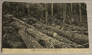 Postcard Logging Scene In The Forests Of Washington WA - Picture 1 of 2