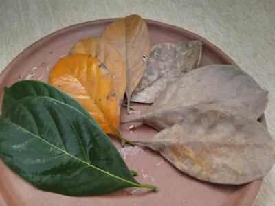 Hojas de Jackfruit Natural/Seco Jack Fruit Hojas 100% Orgánicas Bio Peces Acuario Foto 1 de 4