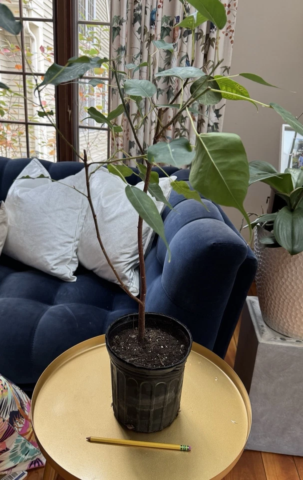 Ficus religiosa Sacred Fig Tree Bodhi - Image 1 of 1