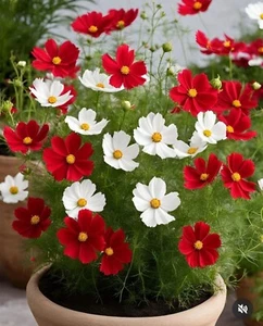 CG 2406XR Casanova Cosmea weiß rot Kosmeen Kosmea Samen Stück 20 - Bild 1 von 1