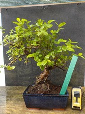bonsai ciliegio cinese  h 31 cm visita il negozio