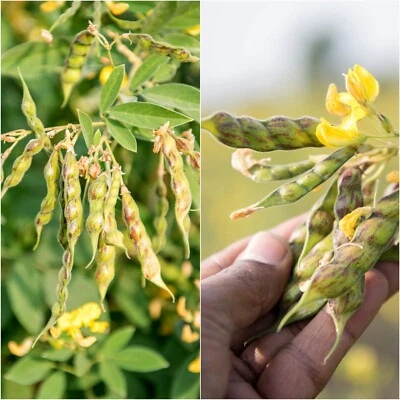PIGEON PEA 10 Seeds HEIRLOOM vegetable garden SPRING SUMMER red gram TUR PROTEIN - image 1 of 4