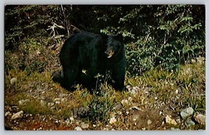Black bear, Rogerson's Camp, Port Loring, Ontario - Picture 1 of 2