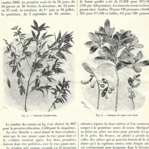 La sériciculture à Madagascar - - Article de presse 1903 - Picture 1 of 3