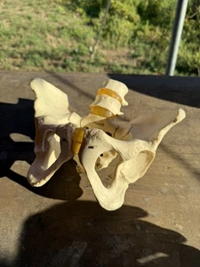 Vintage 1970s Human Pelvis Spine Backbone Anatomical Model Medical School Use - Picture 1 of 6