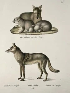 1824 Jackals, mammals, K.J. Brodtmann hand colored, folio lithograph - Picture 1 of 3