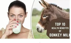 100% PURE NATURAL HERBS DONKEY MILK POWDER FREEZE DRIED 100GM (3.5 Oz) - Picture 1 of 7