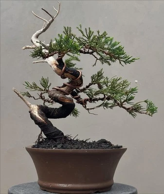 Imagen real Bonsai Juniperus Chinensis | Bonsai Juniperus Chinensis Foto 1 de 2