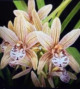 Cymbidium Orchid Feng Shui ‘Royale’ 4N 100mm pot - Picture 1 of 3