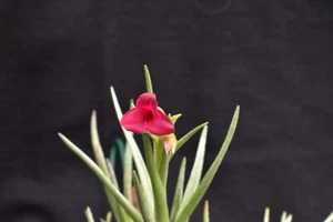 Tillandsia dorothea - Bild 1 von 2
