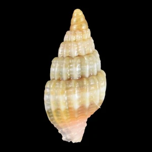 VEXILLUM DIUTENERUM (Olango Isl., Philippines) 4.6mm #47558 - Picture 1 of 3