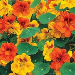 Nasturtium DWARF TOM THUMB MIX Pollinator Attractor Edible Non-GMO 25 Seeds! - Picture 1 of 9