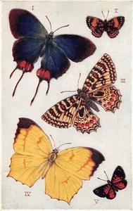 POSTCARD FOREIGN BUTTERFLIES TUCK - Picture 1 of 2