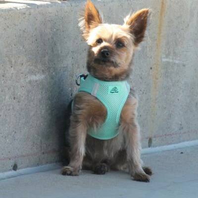 NEW American River Choke-Free Dog Harness Teal Solid Mesh Safety Adjustable Foto 1 de 4