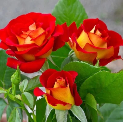 Semillas de ketchup y rosa mostaza - Pack 30 semillas - jardinería con flores de rosa Foto 1 de 4