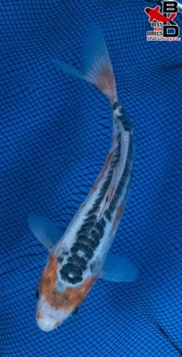 Estanque de jardín de peces koi vivos 9" SHUSUI 11/3 Foto 1 de 4