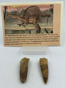 Spinosaurus Teeth Dinosaur F0SSIL Before T Rex Cretaceous K344 - Picture 1 of 3