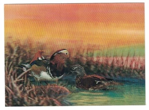 Nesting Pair of Mandarin Ducks•3D Lenticular Postcard Japan Vintage 1970's - Picture 1 of 1